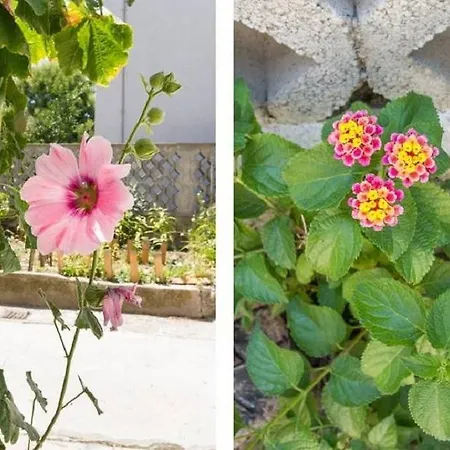 Mali Raj Appartamento *