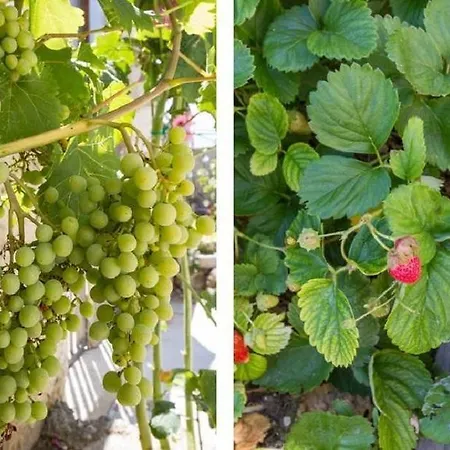 Appartamento Mali Raj Vranjic